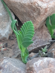 Lapeirousia pyramidalis