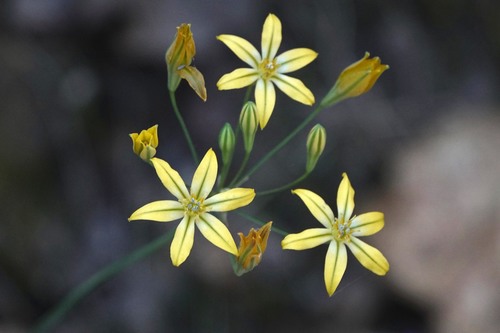 iNaturalist observation photo of Prettyface