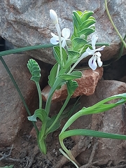 Lapeirousia pyramidalis