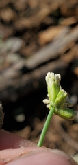 Eriogonum nudum nudum
