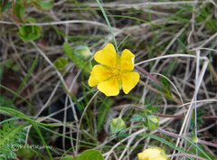 Potentilla crantzii