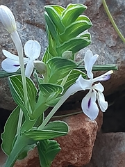 Lapeirousia pyramidalis