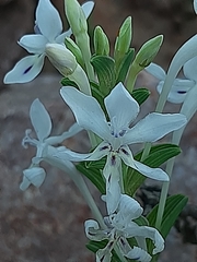 Lapeirousia pyramidalis