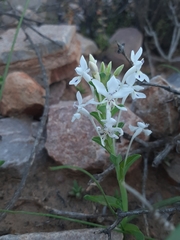 Lapeirousia pyramidalis