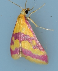 Pyrausta sanguinalis