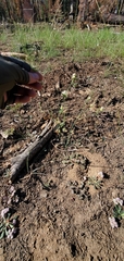 Eriogonum nudum nudum