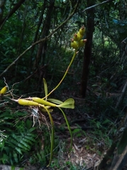 Bulbophyllum auriflorum