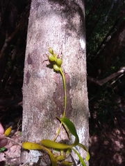 Bulbophyllum auriflorum