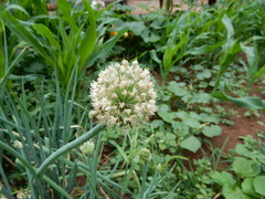 Allium cepa