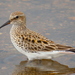 White-rumped Sandpiper - Photo (c) Hannah Floyd, some rights reserved (CC BY-NC), uploaded by Hannah Floyd