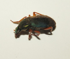 Chlaenius aestivus