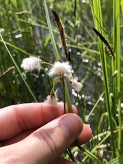 Eriophorum gracile