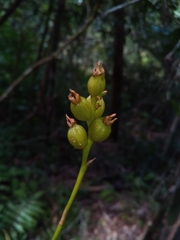 Bulbophyllum auriflorum