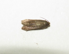 Limnaecia phragmitella