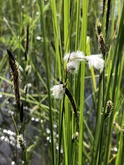 Eriophorum gracile