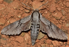 Sphinx maurorum
