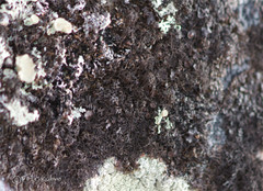 Pseudephebe pubescens