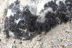 Pseudephebe pubescens