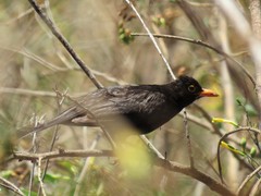Turdus merula mauritanicus