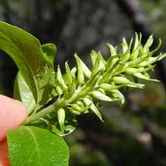 Salix myrtillifolia