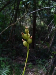 Bulbophyllum auriflorum