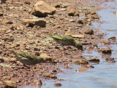 Chloris chloris voousi