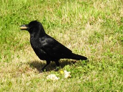 Corvus corone