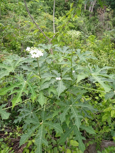 Cnidoscolus aconitifolius