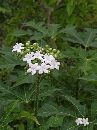 Cnidoscolus aconitifolius