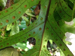 Microsorum pustulatum