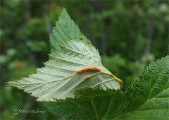 Triphragmium ulmariae