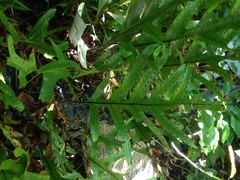 Microsorum pustulatum