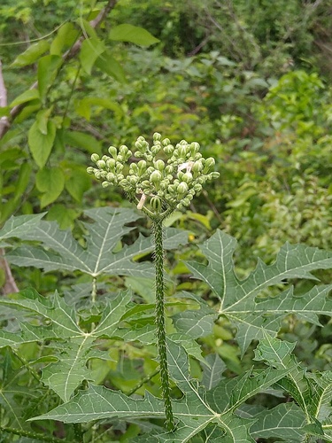 Cnidoscolus aconitifolius