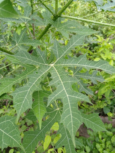 Cnidoscolus aconitifolius