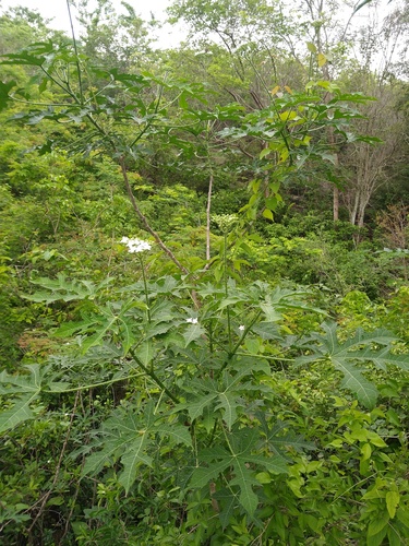 Cnidoscolus aconitifolius