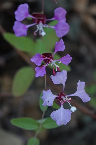 iNaturalist observation photo of Elegant Clarkia