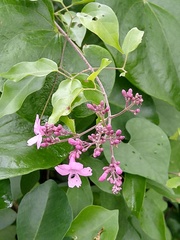 Fridericia floribunda