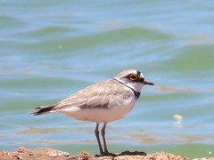 Charadrius dubius curonicus