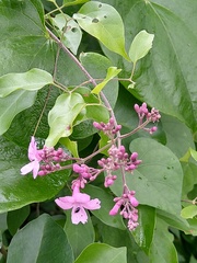 Fridericia floribunda