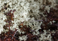 Cetraria nigricans