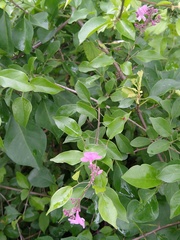 Fridericia floribunda