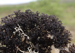 Cetraria nigricans