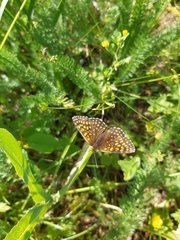Melitaea diamina