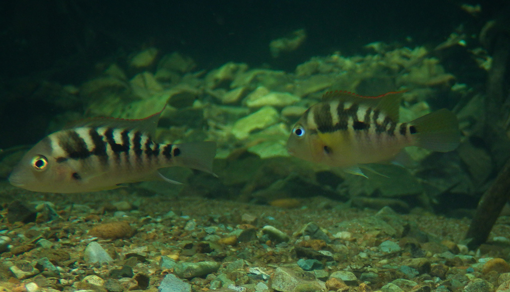 Diquis Cichlid