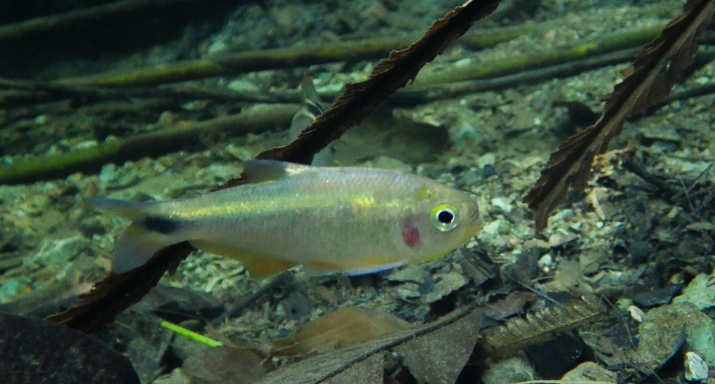 Bryconamericus terrabensis