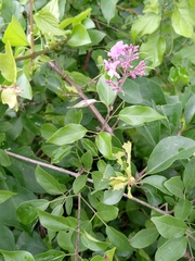 Fridericia floribunda