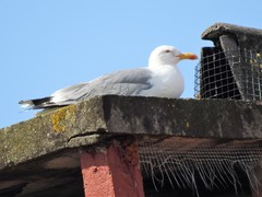 Larus michahellis