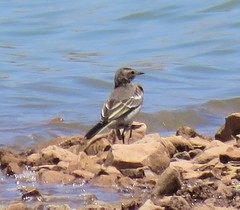 Motacilla flava iberiae