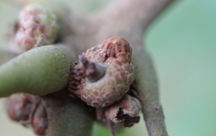 Callirhytis subcostata
