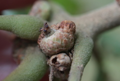 Callirhytis subcostata